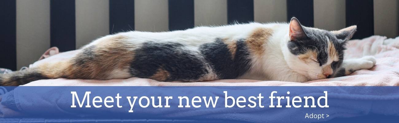 Meet your new best friend (Adopt)